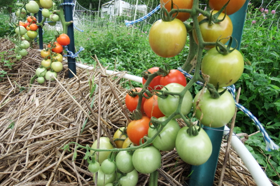 Ripening tomatoes