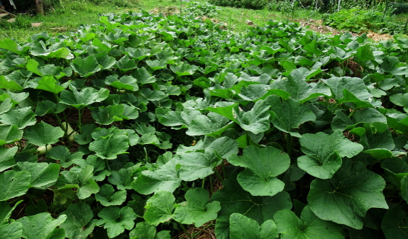 Sea of squash leaves