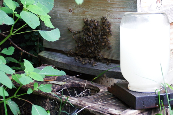 Bearding honeybees