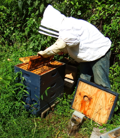 Inspecting a Langstroth hive