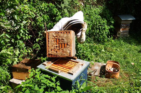 Looking into a Warre box