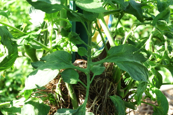 Bird nesting in tomatoes