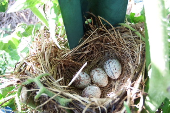 Song Sparrow eggs