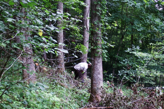 Cutting tulip-trees