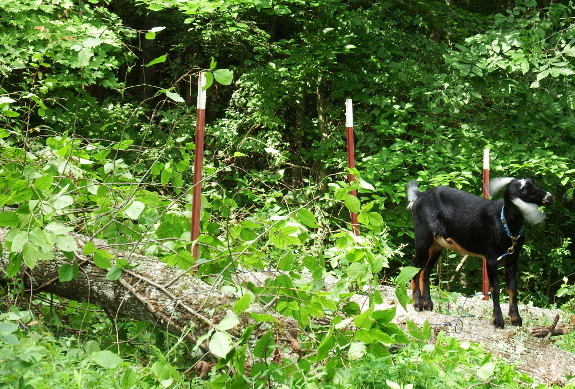 Goat shaking her head