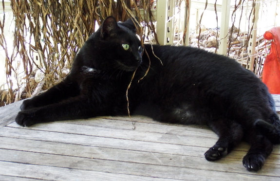 Cat in front of curing garlic