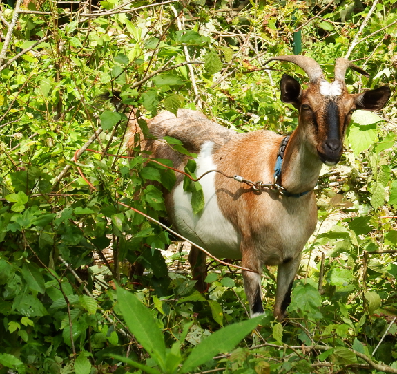 Goat in the weeds