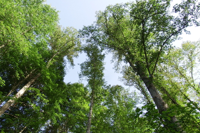 Gaps in the canopy