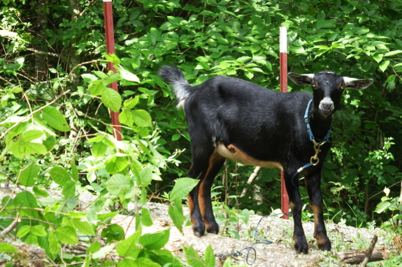 Goat with fly on her head