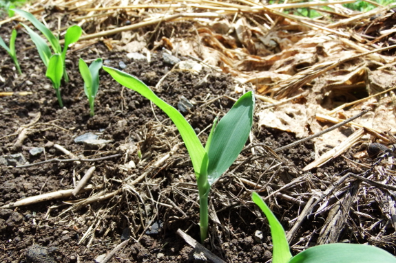 Corn seedlings in dead soybeans