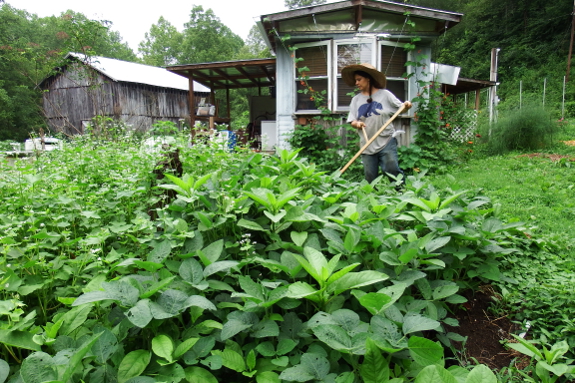 Scything soybeans