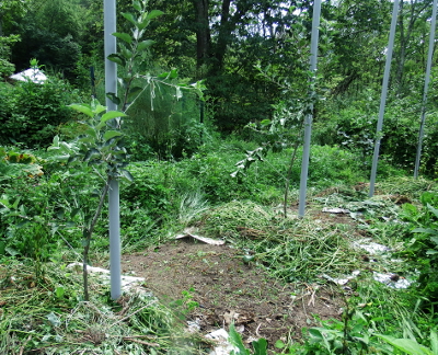 Mulched apple trees