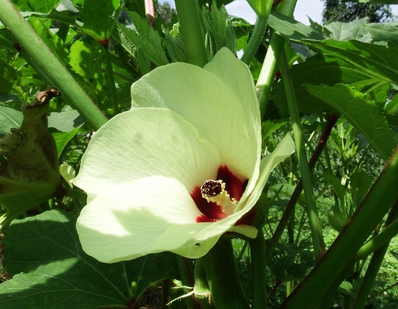 Clemson spineless okra flower