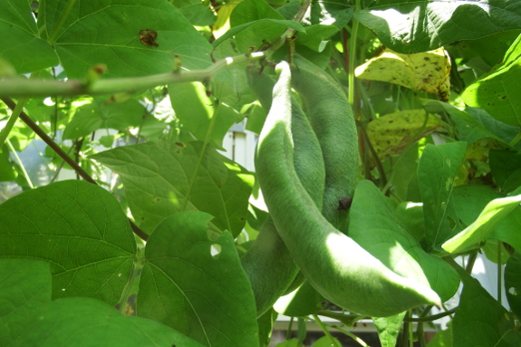 Developing scarlet runner beans