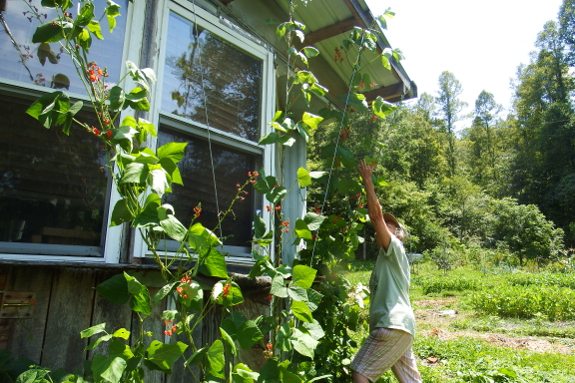 Scarlet runner beans on a trellis