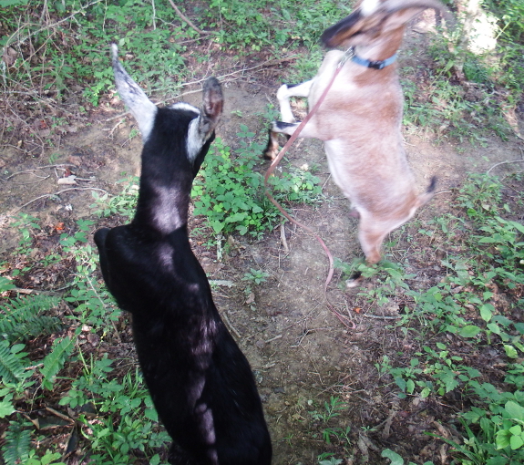 Goat battle