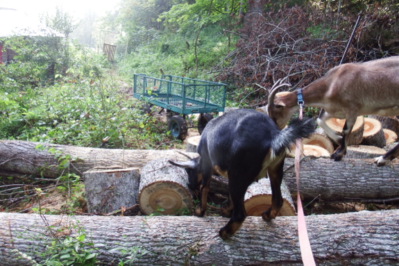 Goats on logs