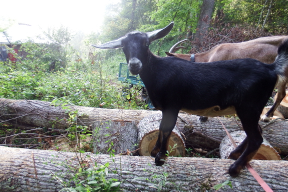 Mini-Nubian goat