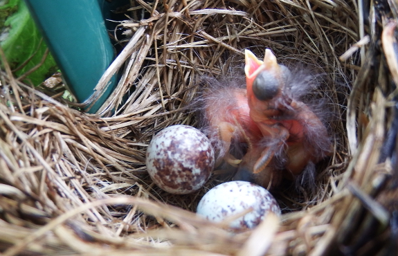 Song Sparrow chick