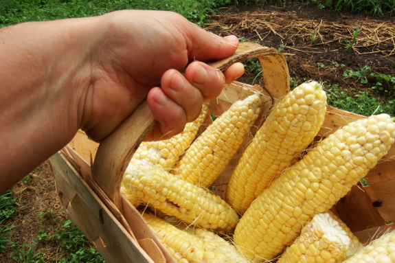 Sweet corn harvest