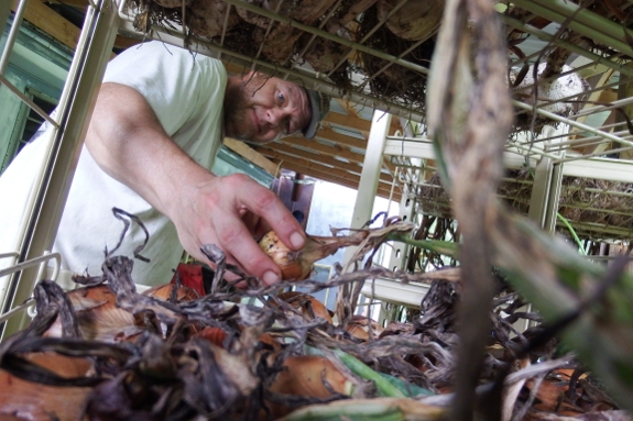 onions being dryed on the rack