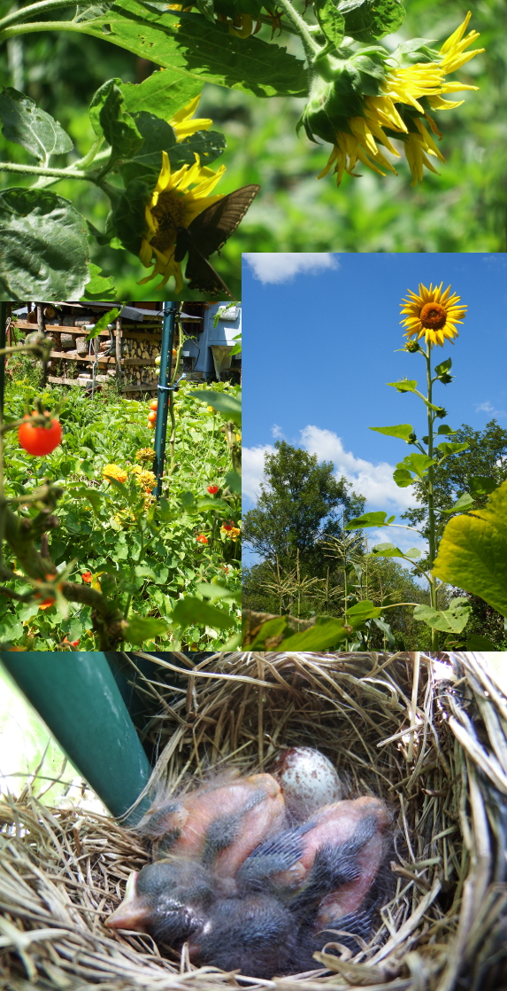 Sunflower chicks