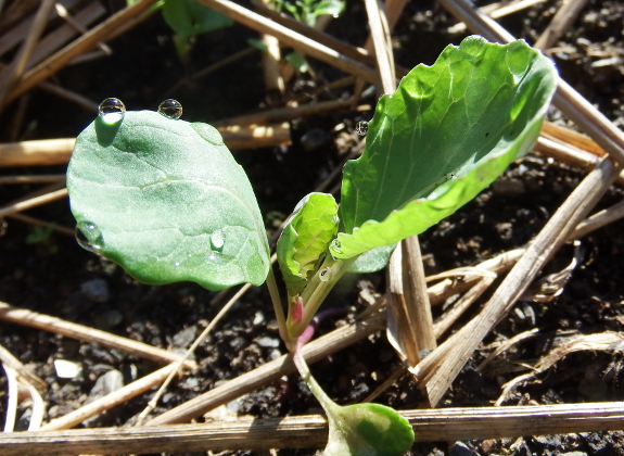 Brussels sprout seedling