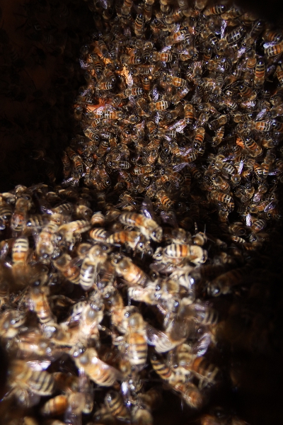 Inside a bee hive