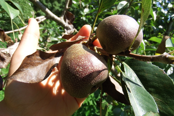 Seckel pear with fireblight