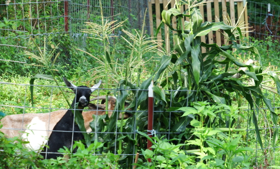 Goats at the fence