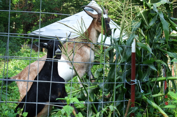 Goats eating corn
