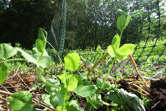 Pea seedling