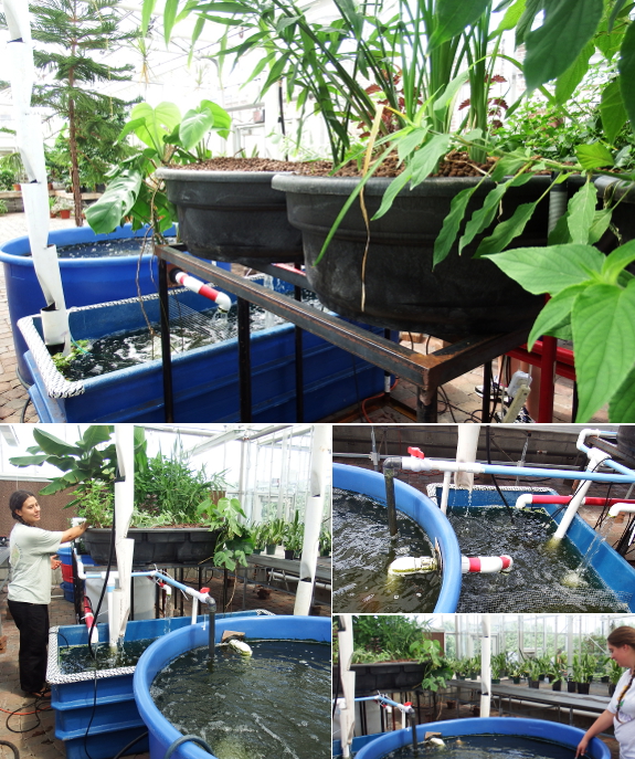 Ornamental aquaponics