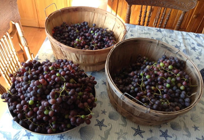 Bushels of grapes