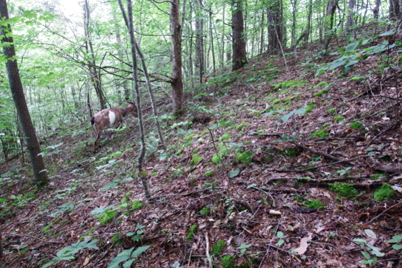 Goat on a hill