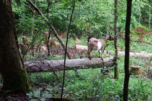 Goat on a log