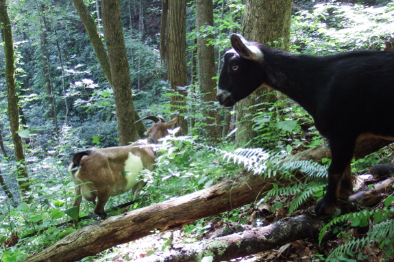 Goats in the woods