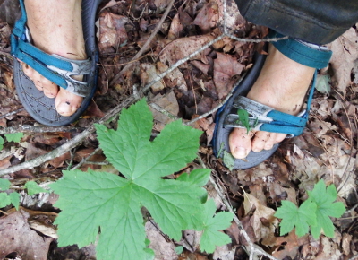 Goldenseal