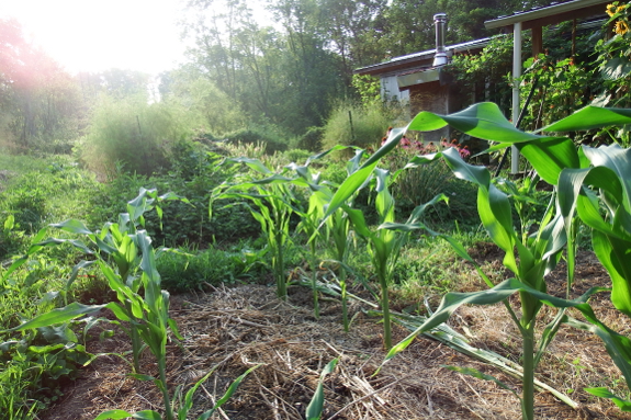 Young sweet corn