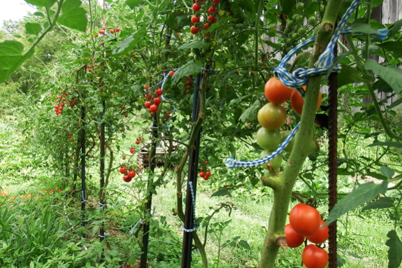 Blighted tomatoes