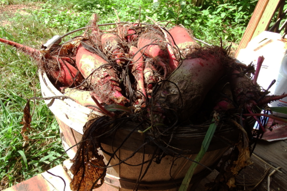 Basket of mangels