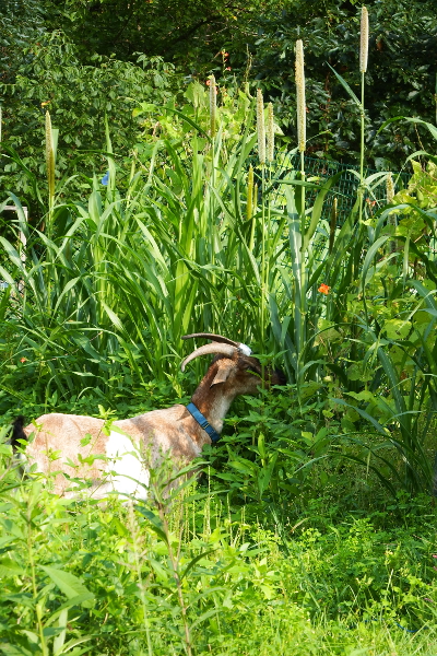 Goat eating pearl millet