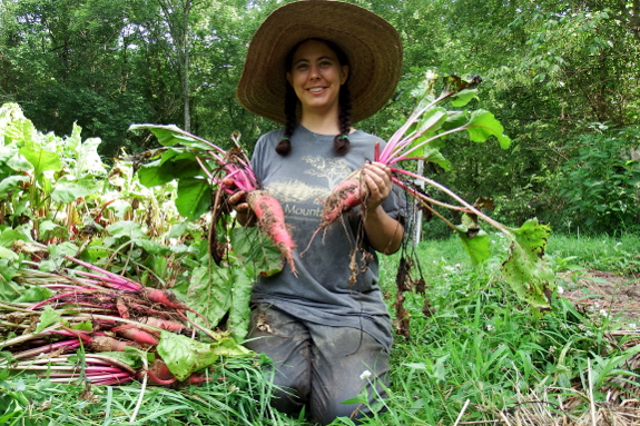 Mangel harvest