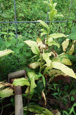 Deficient comfrey