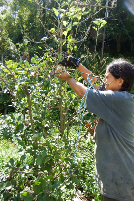 Defoliated apple tree