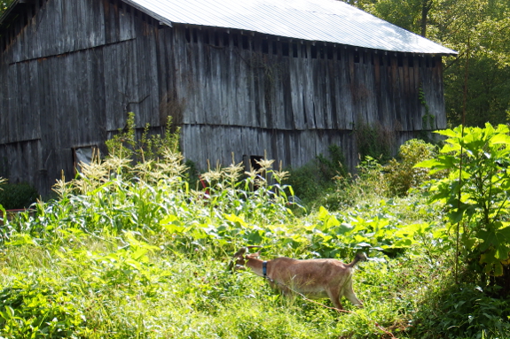 Goat and Tithonia