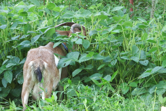 Goat eating soybeans