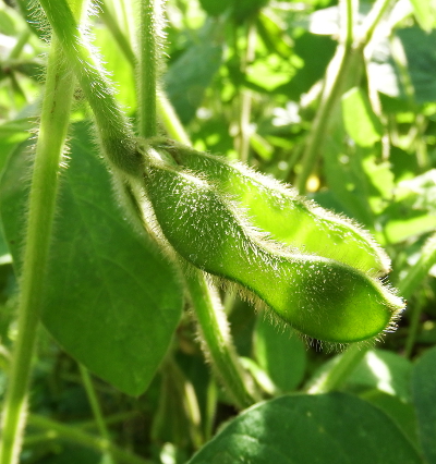 Soybean pod