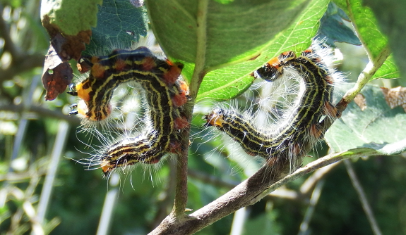 Yellow-necked caterpillars