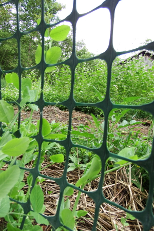 Pea trellis